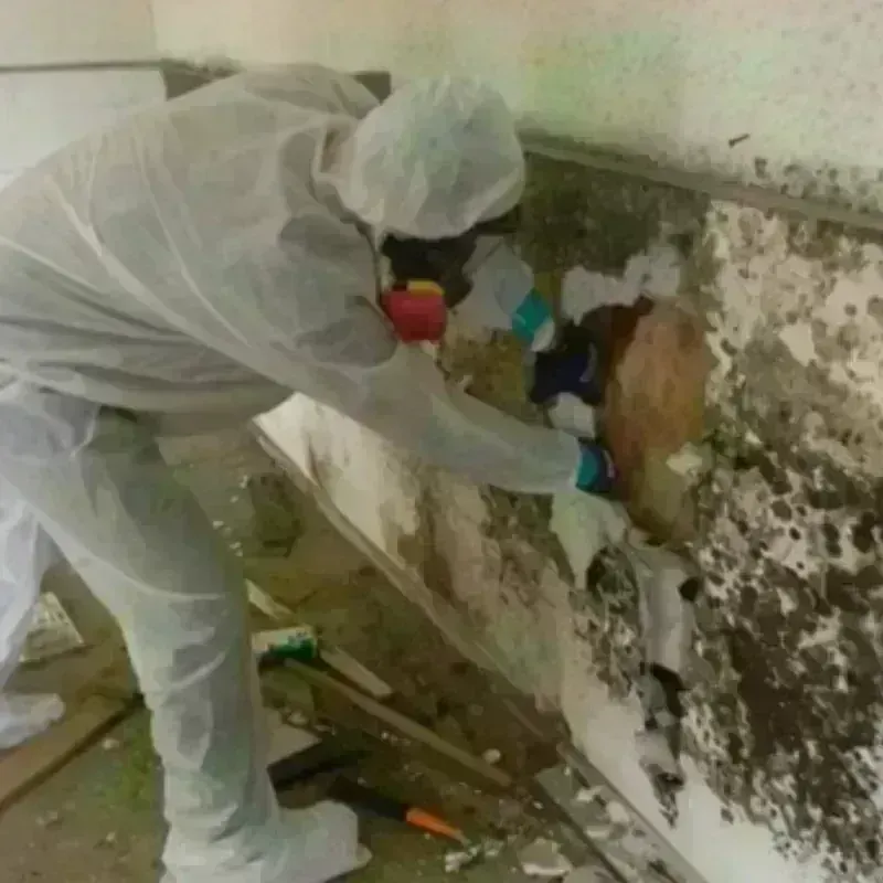 Mold Remediation and Removal in Edmonton, KY